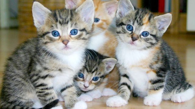 O sucesso dos vídeos de gatos gerados por Inteligência Artificial no Tik Tok